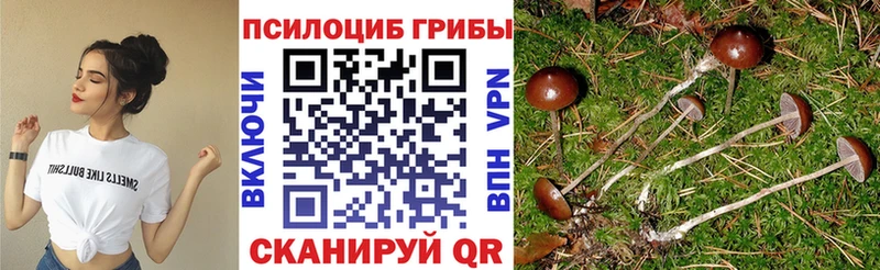 Купить где  Суровикино  Псилоцибиновые грибы мухоморы 